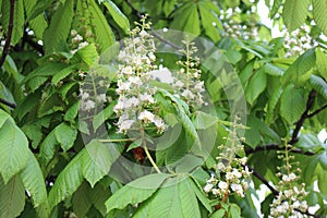 Candle flowers blooming on chestnuts in spring