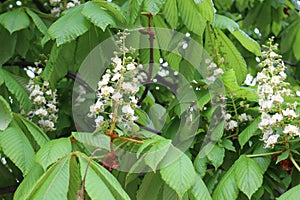 Candle flowers blooming on chestnuts in spring