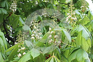 Candle flowers blooming on chestnuts in spring