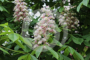 Candle flowers blooming on chestnuts in spring