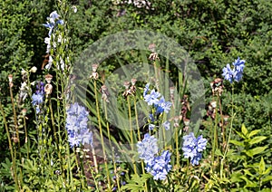 Candle larkspur, Delphinium elatum, in Vail Village, Colorado.