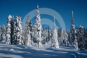 Candle-like trees covered with frost and heavy snow during a wintery night lit by full Moon light in Riisitunturi National Park.