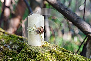 Candle on a log in the forest