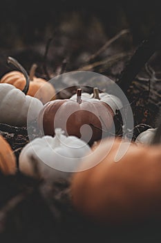 Candle in the shape of a pumpkin on a background