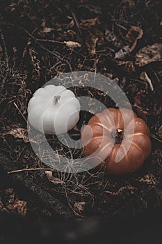 Candle in the shape of a pumpkin on a background