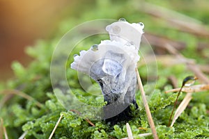 Candle-snuff fungus - macro shot