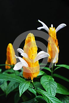 Candlestick Caterpillar Flower