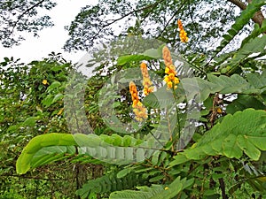 Candlestick plant (senna alata) - forest photo