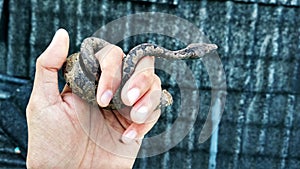 Candoia Carinata snake originating from Papua Indonesia