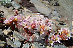 Candolle stonecrop