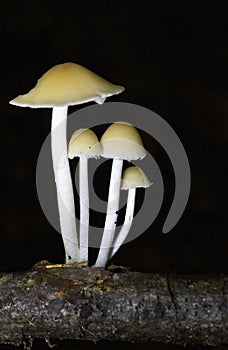 Candolleomyces is a genus of fungi in the family Psathyrellaceae.