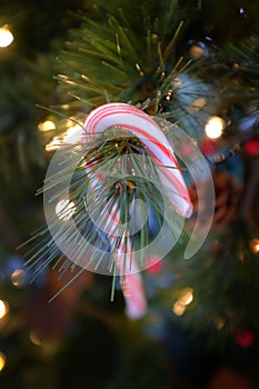 Candy Cane Candycane Hanging on Christmas Tree Decoration Celebrating Holidays