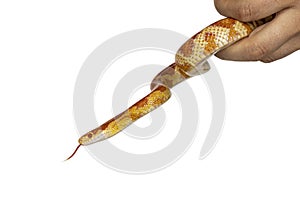 Dulce Junco maíz dulce serpiente en blanco 