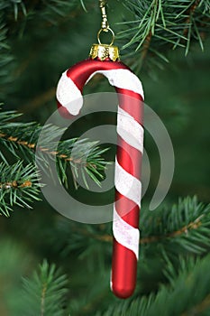 Candy cane hanging on a Christmas tree