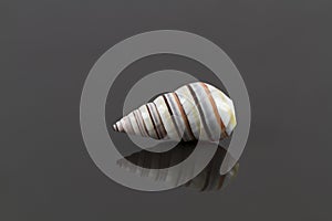 Candy Cane Snail Shell with Reflection