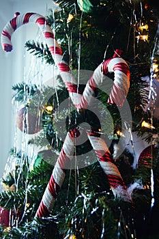 Candy Canes on Christmas Tree