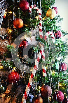 Candy Canes on Christmas Tree