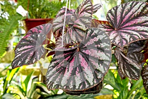 Candy stripe begonia in a hanging pot