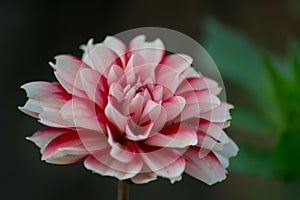 Candy striped dahlia, single dalia flower in the garden, nature outdoors, beautiful red and white petals close-up