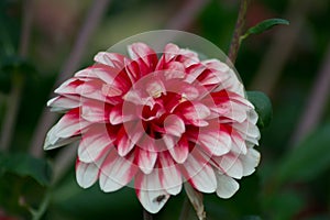 Candy striped dahlia, single dalia flower in the garden, nature outdoors, beautiful red and white petals close-up