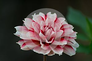 Candy striped dahlia, single dalia flower in the garden, nature outdoors, beautiful red and white petals close-up