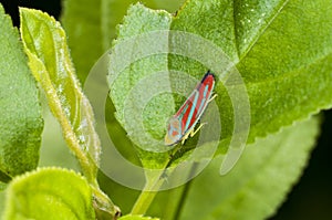 Candy-striped Leafhopper on green plant leaf