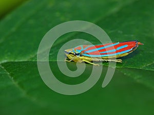 Candy Striped Leafhopper