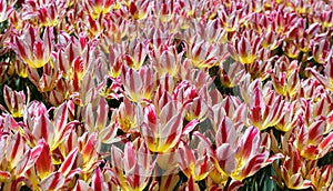 Candy Striped Tulip Background