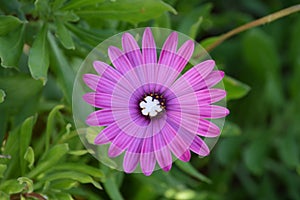 Dulce la nieve escama estrella en medio de púrpura margarita flor 