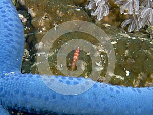 A Candycane Dwarfgoby Trimma cana