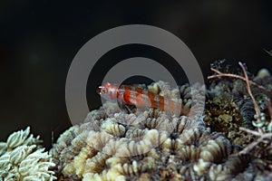 Candycane Dwarfgoby Trimma cana