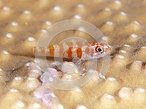 Candycane pygmy goby