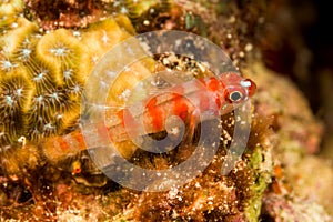 candycane pygmygoby fish