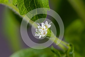 Candyleaf flower Stevia rebaudiana