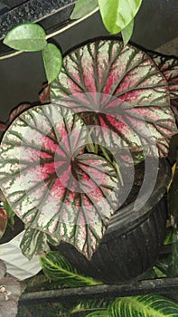 Candystripe begonia