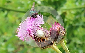 Candystriped spider Enoplognatha ovata & greenbottle fly Lucilia sericata prey