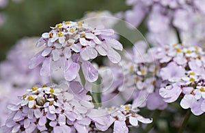 Candytuft Iberis simplex, lilac flowering photo