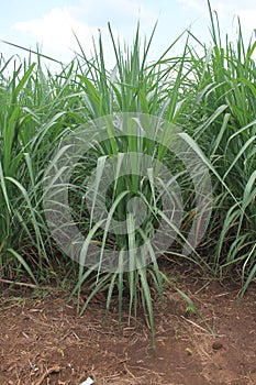 Cane -banyuwangi - East Java