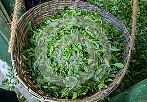 A cane basket filled with a harvest of fresh green tea leaves at Nuwara Eliya region of Sri Lanka.