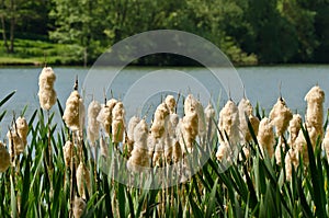 Cane brake, reed mace, bulrush in front of a lake