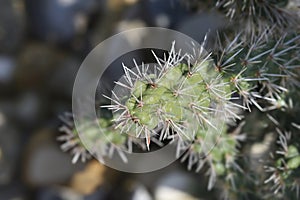 Cane cholla