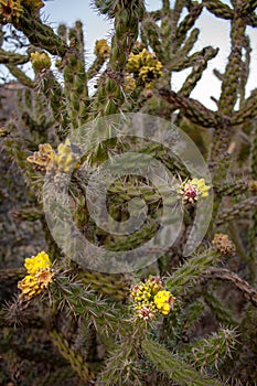 Cane cholla cactus walking stick cholla with yellow blossoms