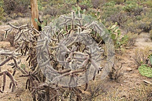 Cane Cholla in the Sonoran Desert