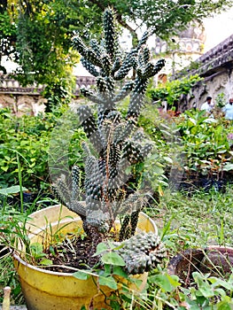 Cactus in the park garden