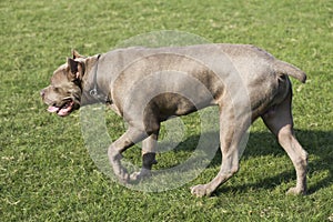 Cane Corso