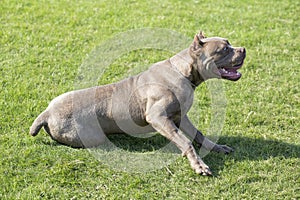 Cane Corso