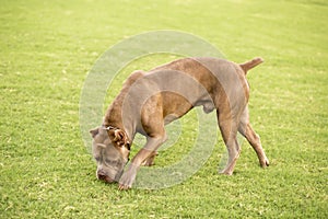 Cane Corso