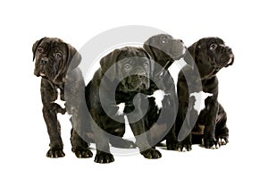 CANE CORSO