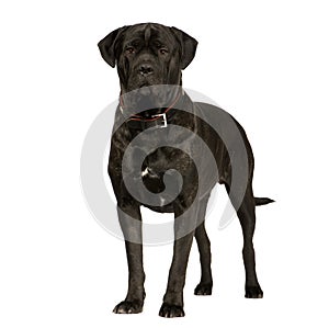 Cane Corso (2 years)