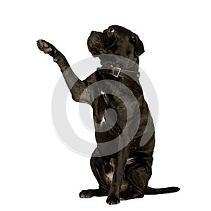 Cane Corso (2 years)